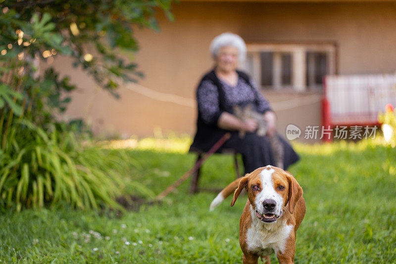 快乐的老妇人和她的老狗在后院