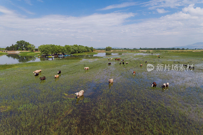 奶牛在湖里散步。平民，德尼兹利，土耳其
