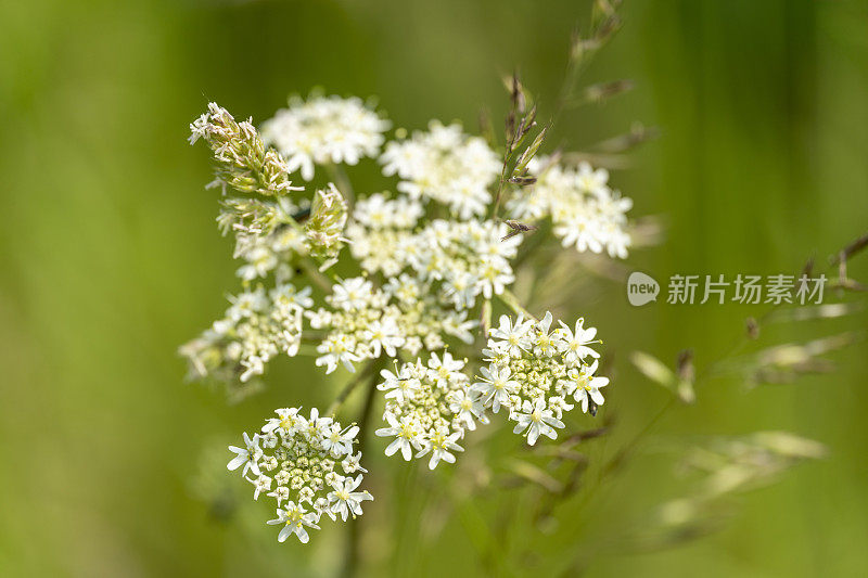 野花草地上的傻瓜欧芹