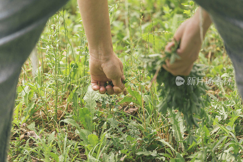 采摘野生三叶草