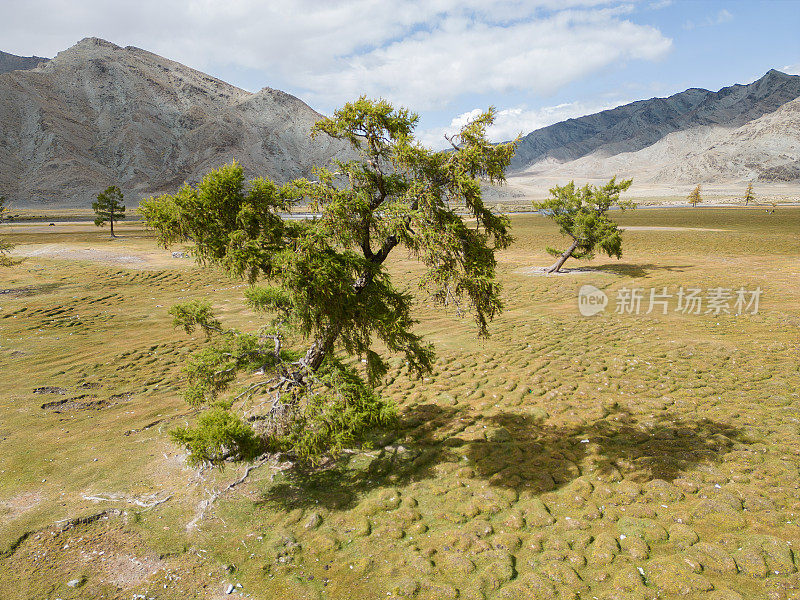 鸟瞰阿尔泰山脉偏远山谷里弯曲的树木