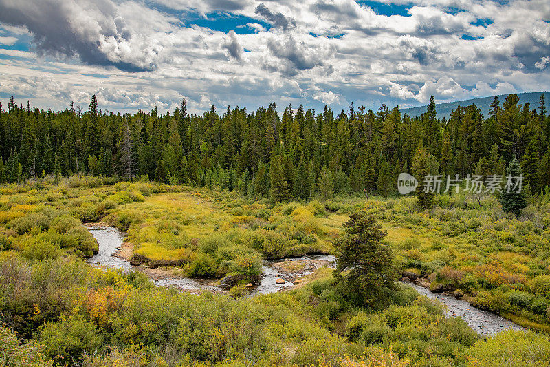 在美国西部的北美科罗拉多州中部的费尔普莱附近，高山溪流穿过驼鹿栖息地