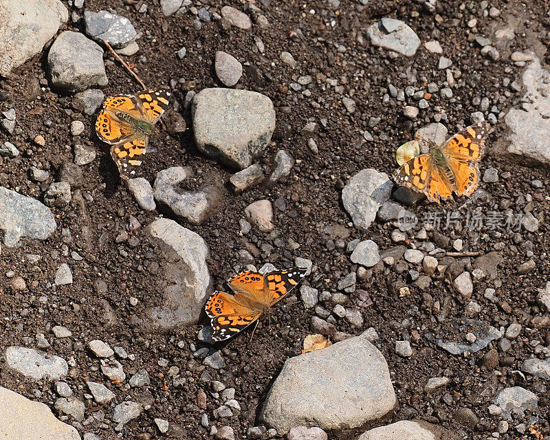 智利中部的三只亚热带雌蝶
