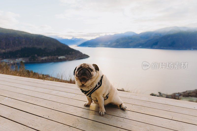 美丽的狗在挪威日落时从避难所欣赏冬季峡湾风景的肖像