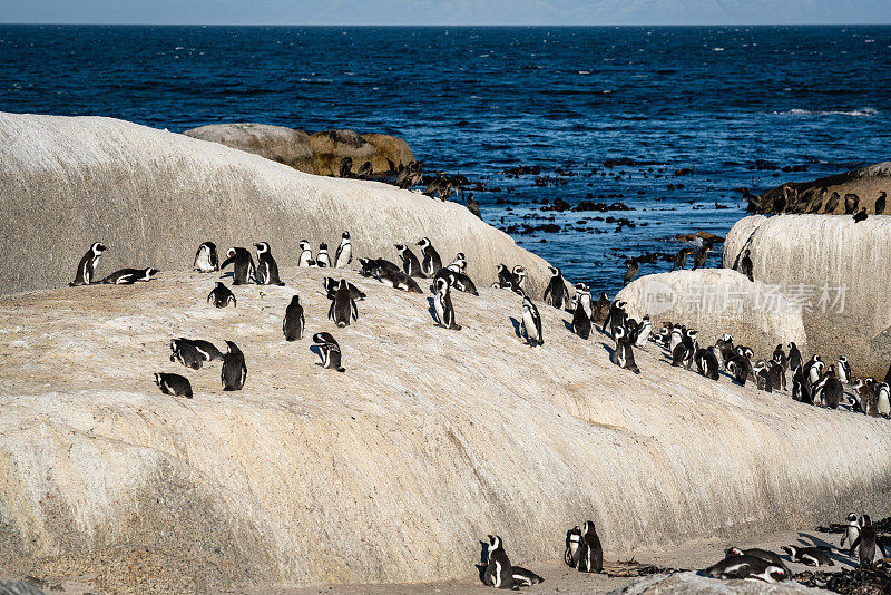 巨石海滩非洲企鹅西蒙镇南非开普敦