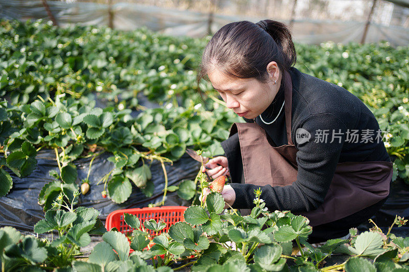 采摘草莓的种植者