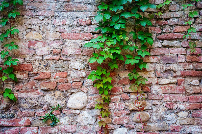 绿藤蔓生长在古砖墙在城市瓦雷纳在意大利北部科莫湖地区