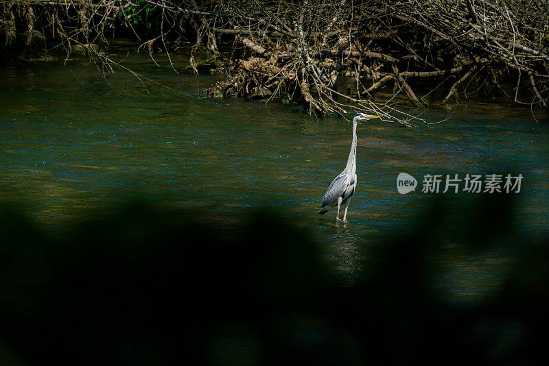 欧洲斯洛文尼亚克尔卡河荒野中的灰鹭。