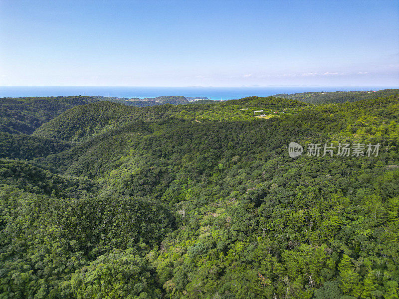 冲绳山原雨林