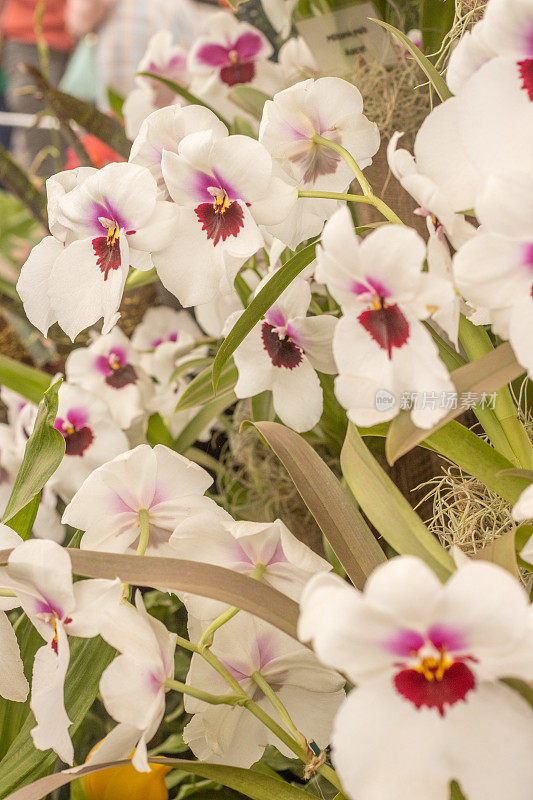 英国伦敦的Miltoniopsis“三色兰花”