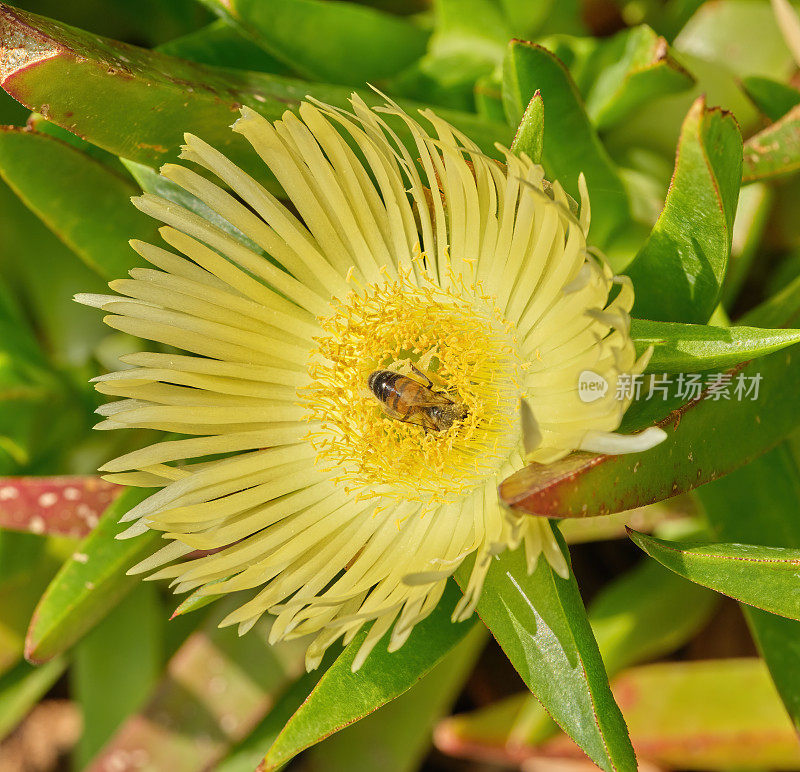 霍屯督无花果-也被称为霍屯督无花果，冰植物，公路冰植物，猪脸，酸无花果