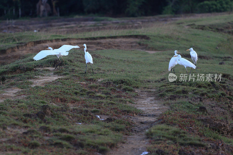 绿地里的白鹭