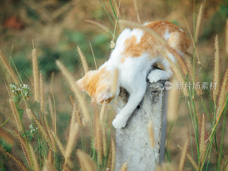 橙色白色虎斑小猫