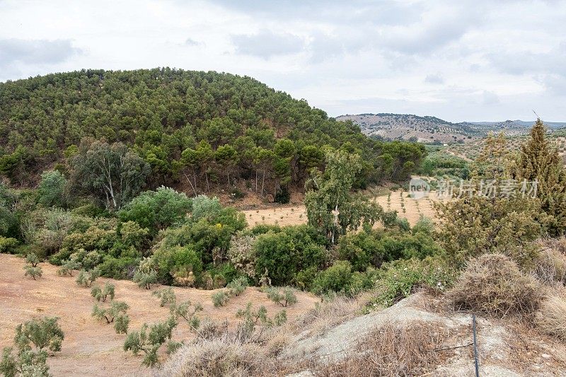 在格拉纳达和科尔多瓦之间，沿着一条土路穿过卡米诺・莫扎拉布连绵起伏的山丘，可以看到一望无际的橄榄树