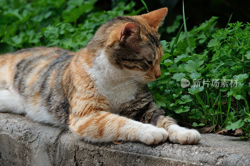 一只流浪猫躺在花园里的地上。