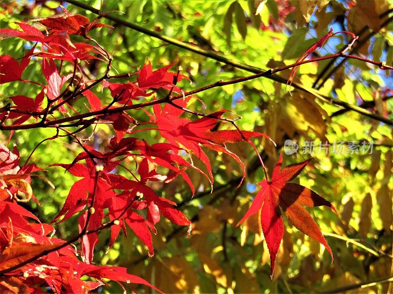 日本。12月阳光明媚的早晨。枫叶。