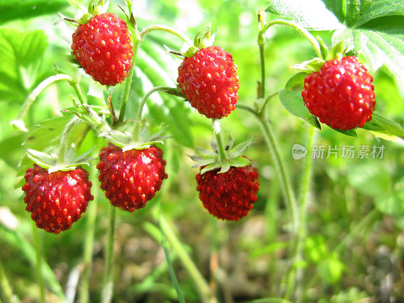 野草莓果甜点