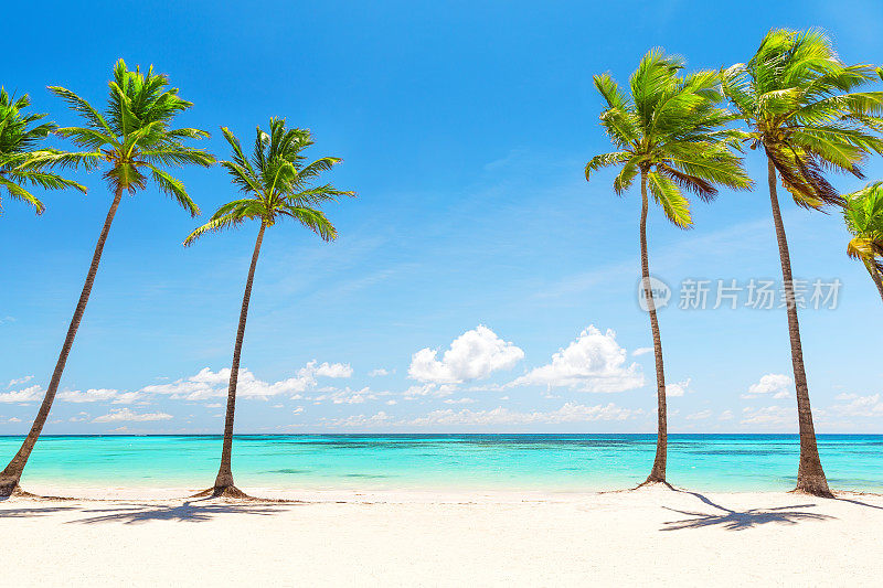 白色沙滩上的椰子树