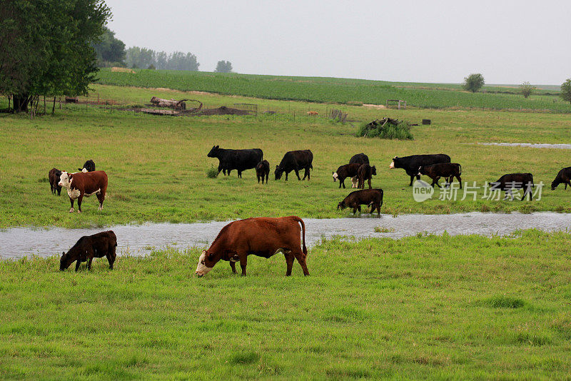夏天，爱荷华州牧场上的牛群