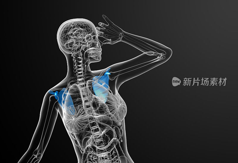 肩胛骨的3d渲染医学插图