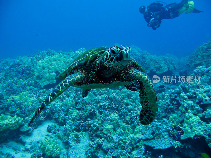 海龟在海里游泳