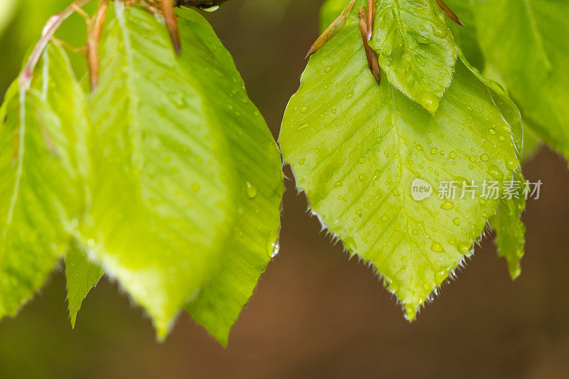 雨后春意盎然