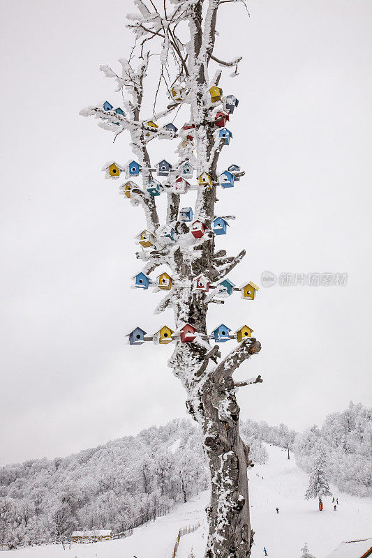 冬天，在白雪覆盖的树上，五颜六色的鸟屋