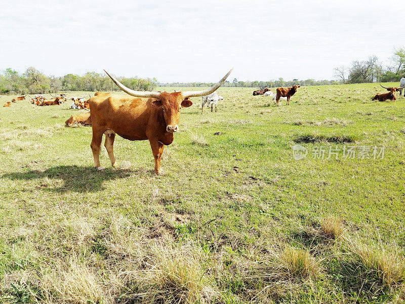 一群德克萨斯长角牛在牧场上休息。
