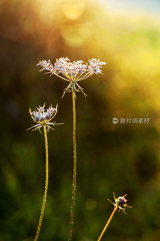 安妮女王的花边