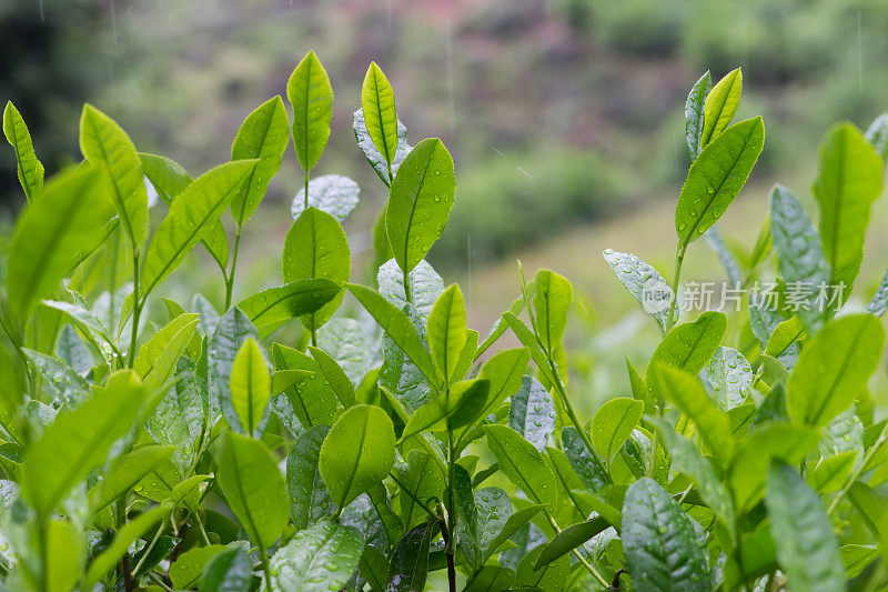 茶叶特写