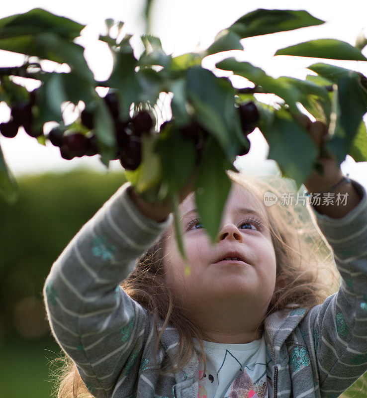 绿叶，小女孩摘樱桃