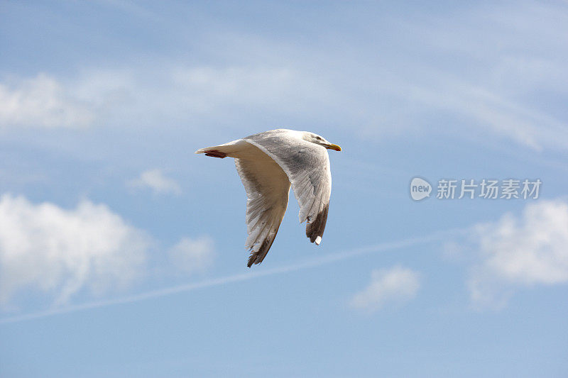 一只海鸥在蓝天翱翔