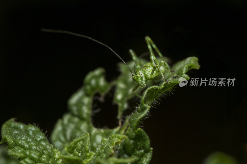 嚼我的薄荷糖