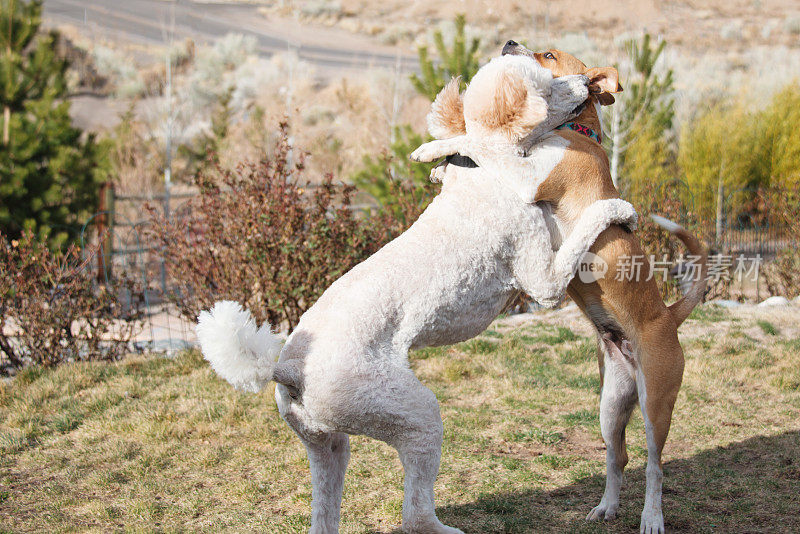 比特犬和标准贵宾犬玩耍