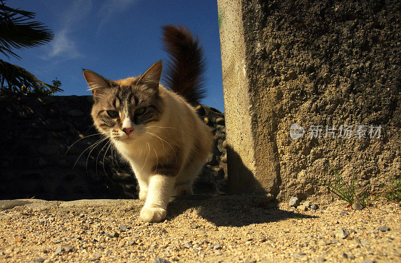 近距离观察猫