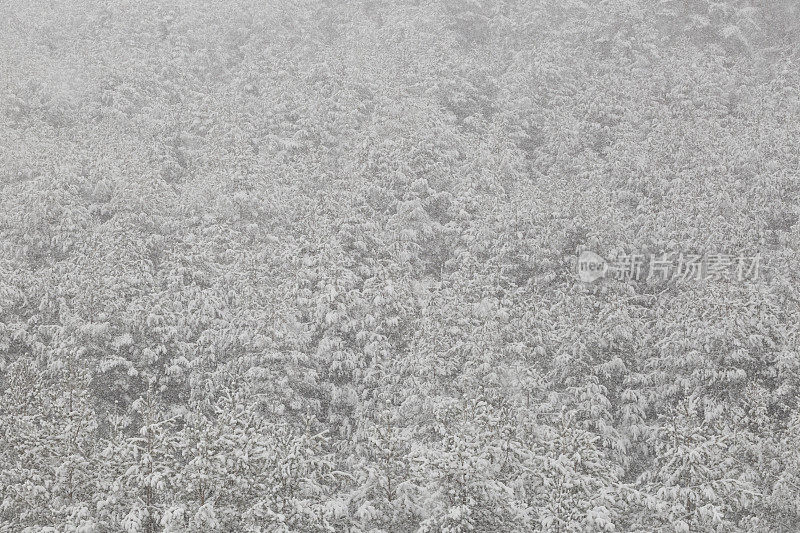 松树林被雪覆盖，在暴风雪中。