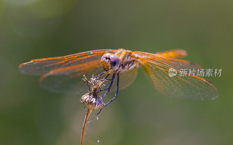 橙色蜻蜓——西班牙