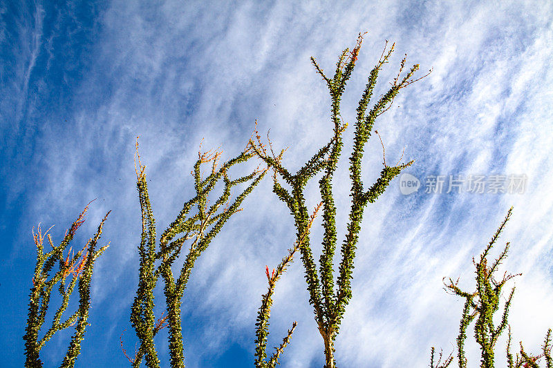 奥科提罗在白云映衬下的剪影，安萨-博雷戈沙漠州立公园