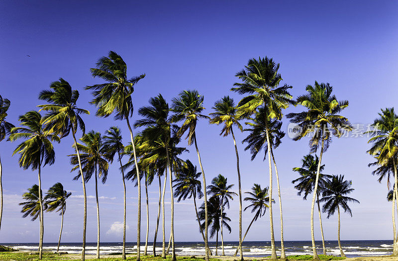 热带岛屿上的椰子林