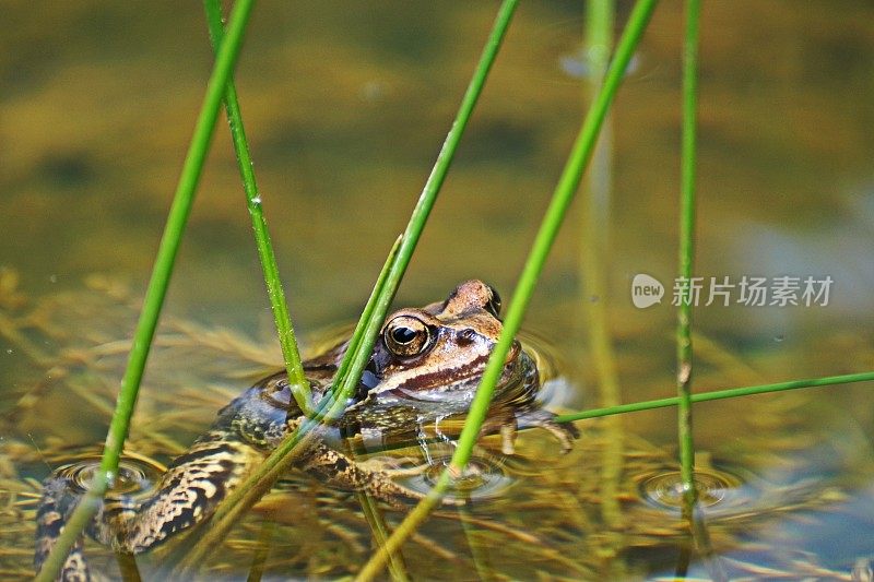 在池塘。常见的蛙类(林蛙)。