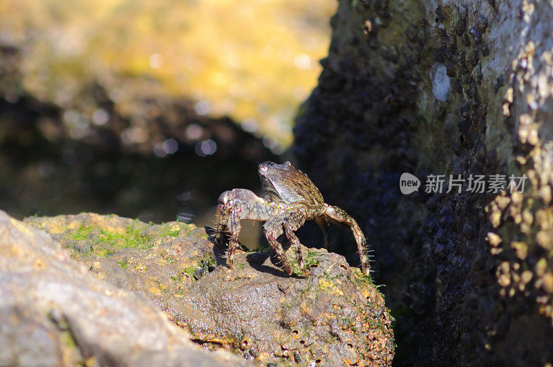 螃蟹在石头上