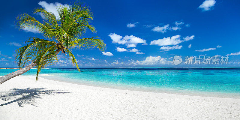 椰子树在热带天堂全景海滩