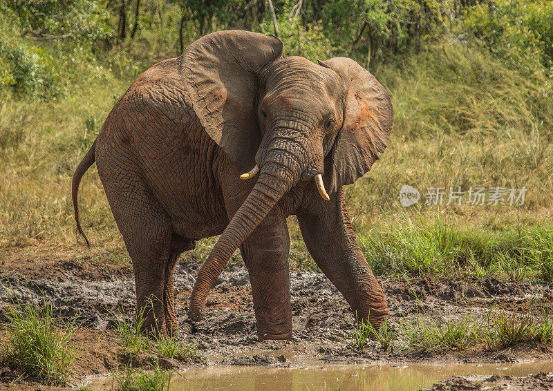 年轻的非洲大草原象公牛在一个水坑喷洒泥浆在他的身体上作为防晒