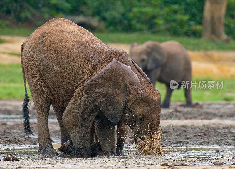 森林大象从水源中饮水。中非共和国。刚果共和国。Dzanga-Sangha特别保护区。