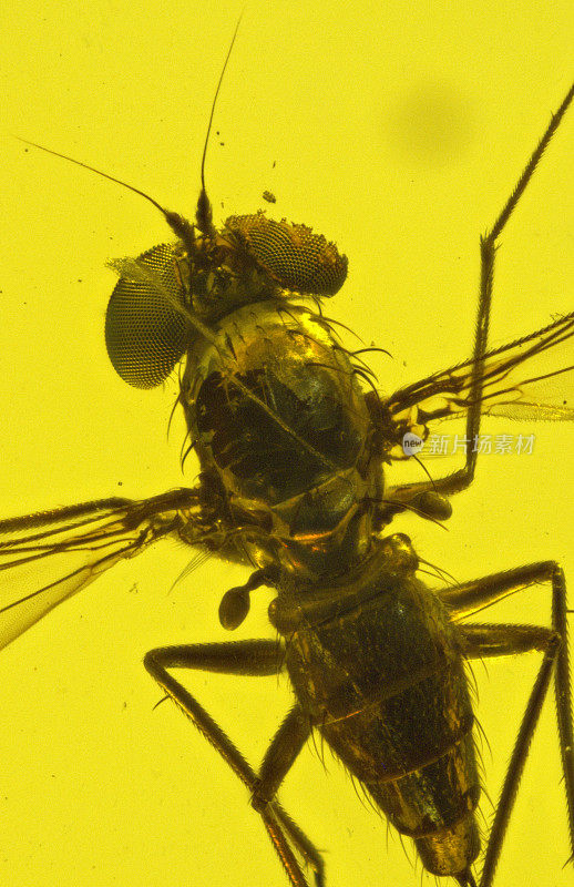 多米尼加琥珀化石苍蝇失去眼睛层面