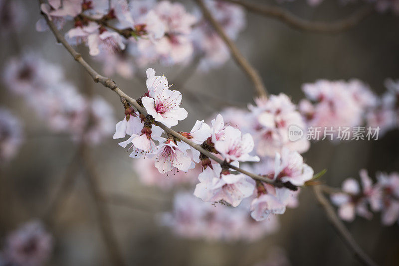 樱花樱花