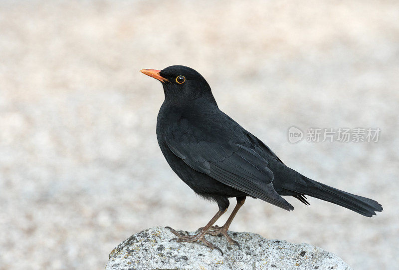 栖息在岩石上的雄性普通黑鸟(黑鸫)