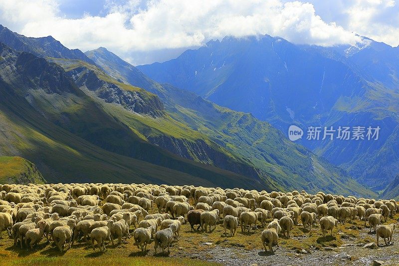 一群羊群沿着意大利阿尔卑斯山的奥斯塔山谷而下