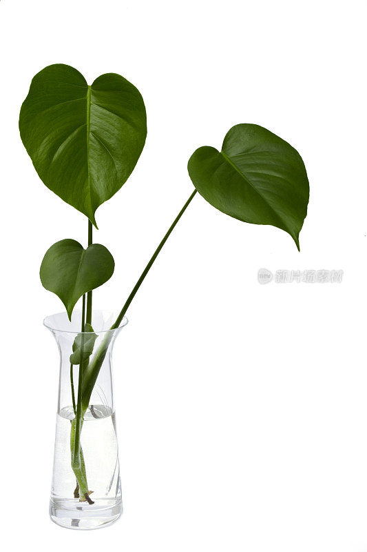 Monstera