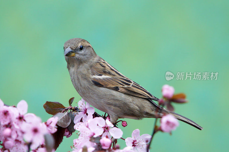 小花枝上的麻雀